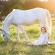 horse and child photos raleigh photographer